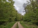 Forêt de Sarrebourg